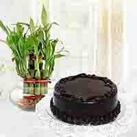 Chocolate Cake With Plant